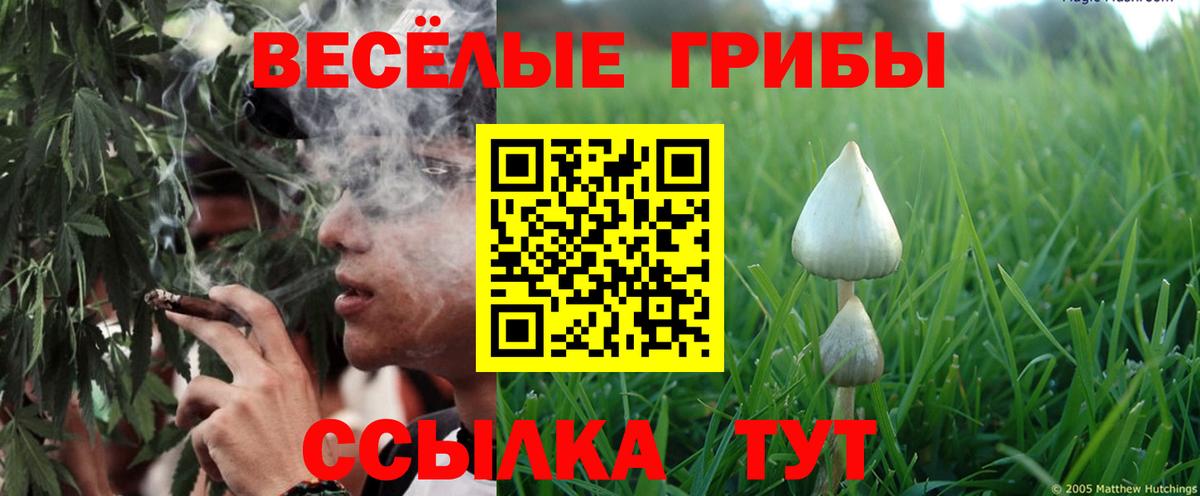 Псилоцибиновые грибы Cubensis Пыть-Ях